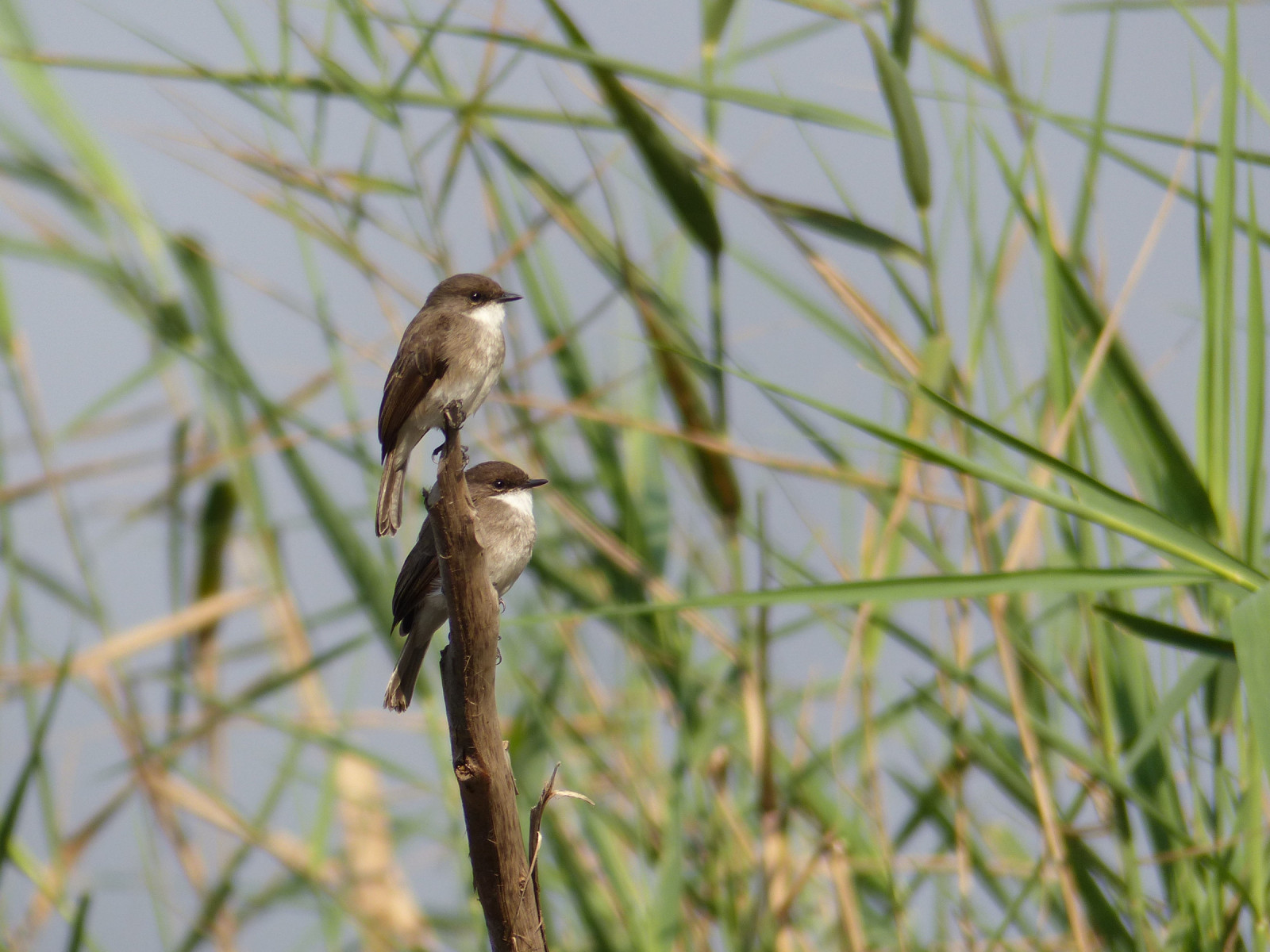 image Swamp Flycatcher